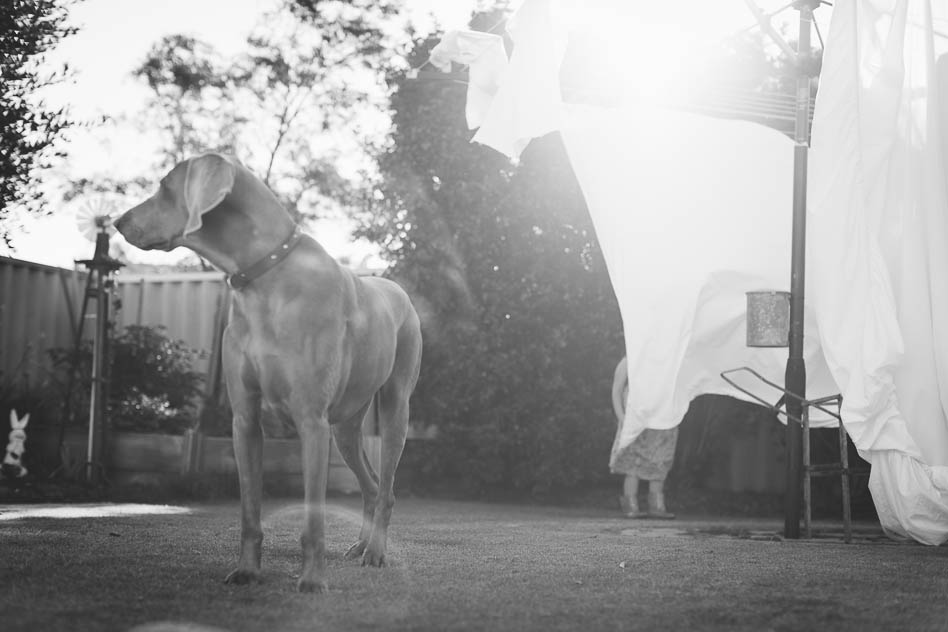 weimaraner dog and girl playing in washing, krystle ricci photographer