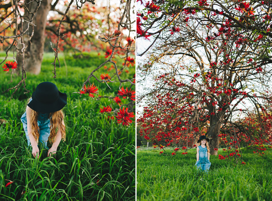 girls picking grass, Brachychiton acerifolius