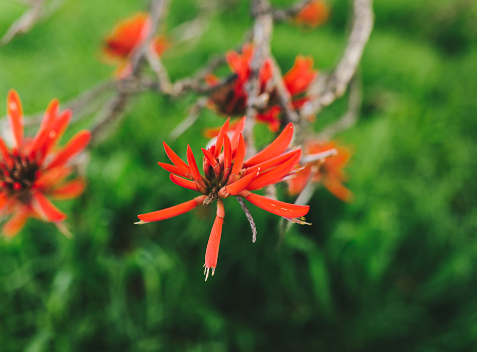 flame tree flower, Brachychiton acerifolius