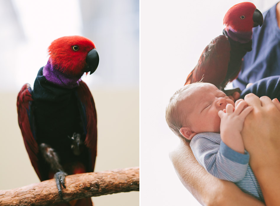 eclectus parrot and baby