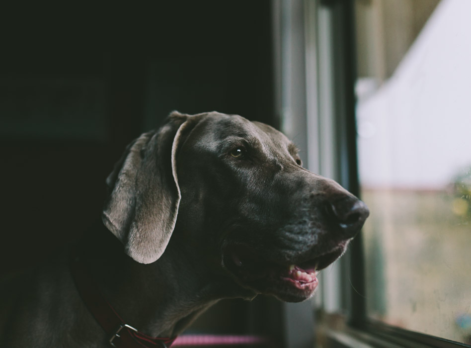 weimaraner looking out window