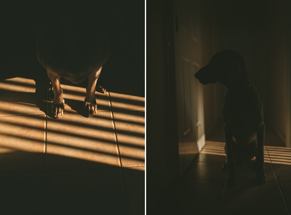 weimaraner paws in afternoon light