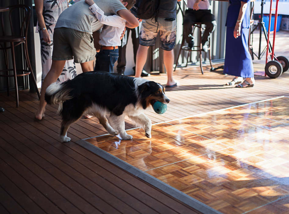 dog walking across dance floor at a wedding