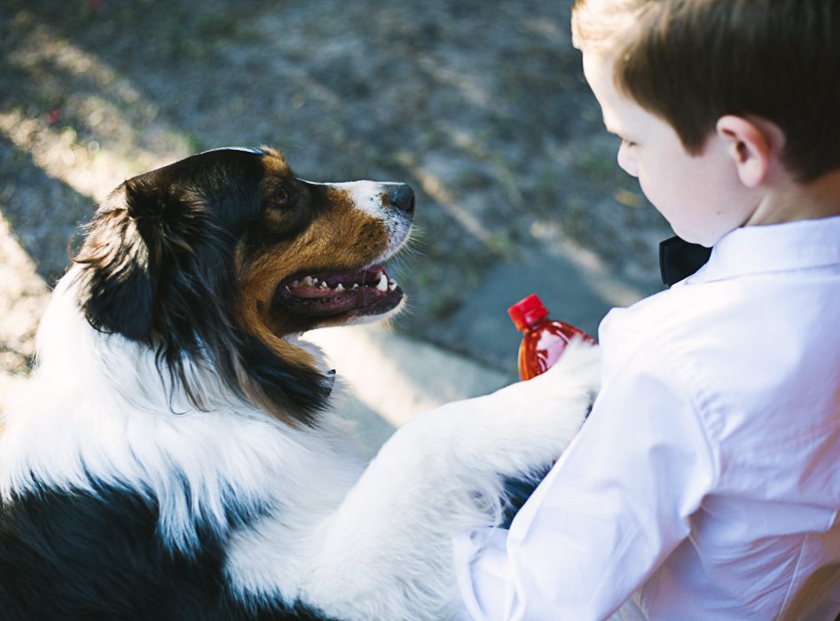 dog shakes hands with boy