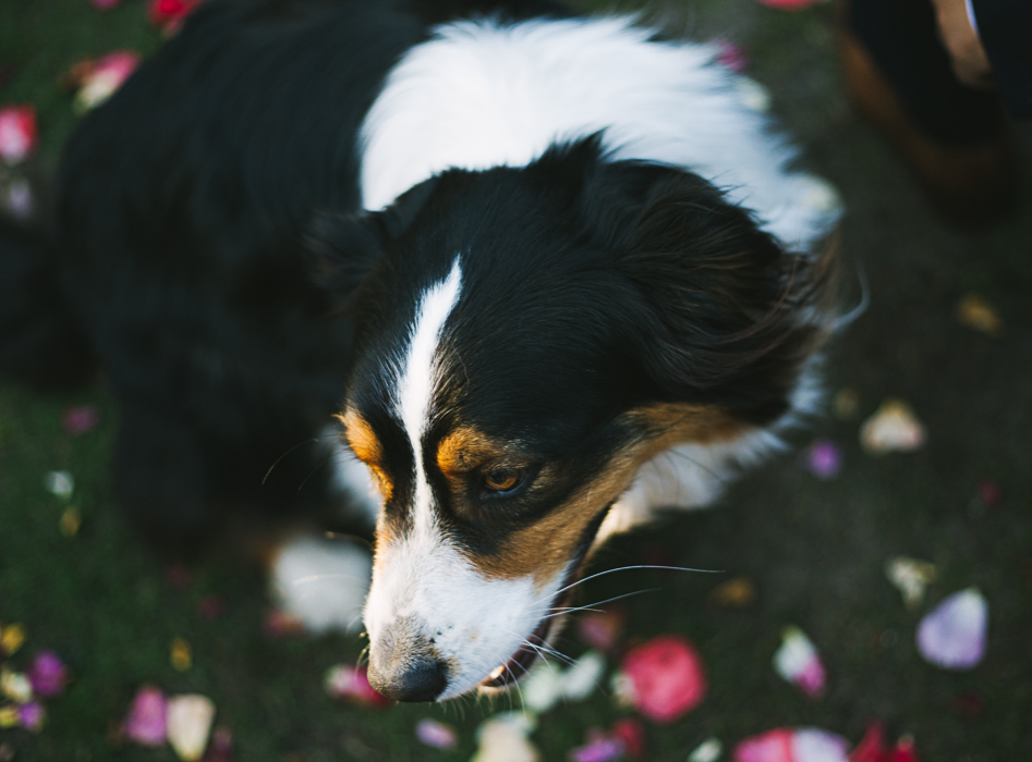 dog surrounded by rose petals