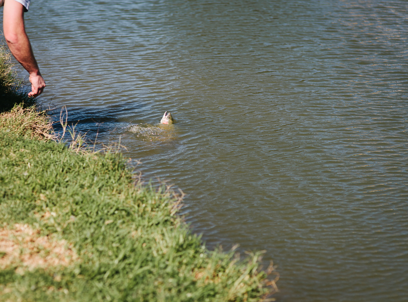 releasing a rainbow trout