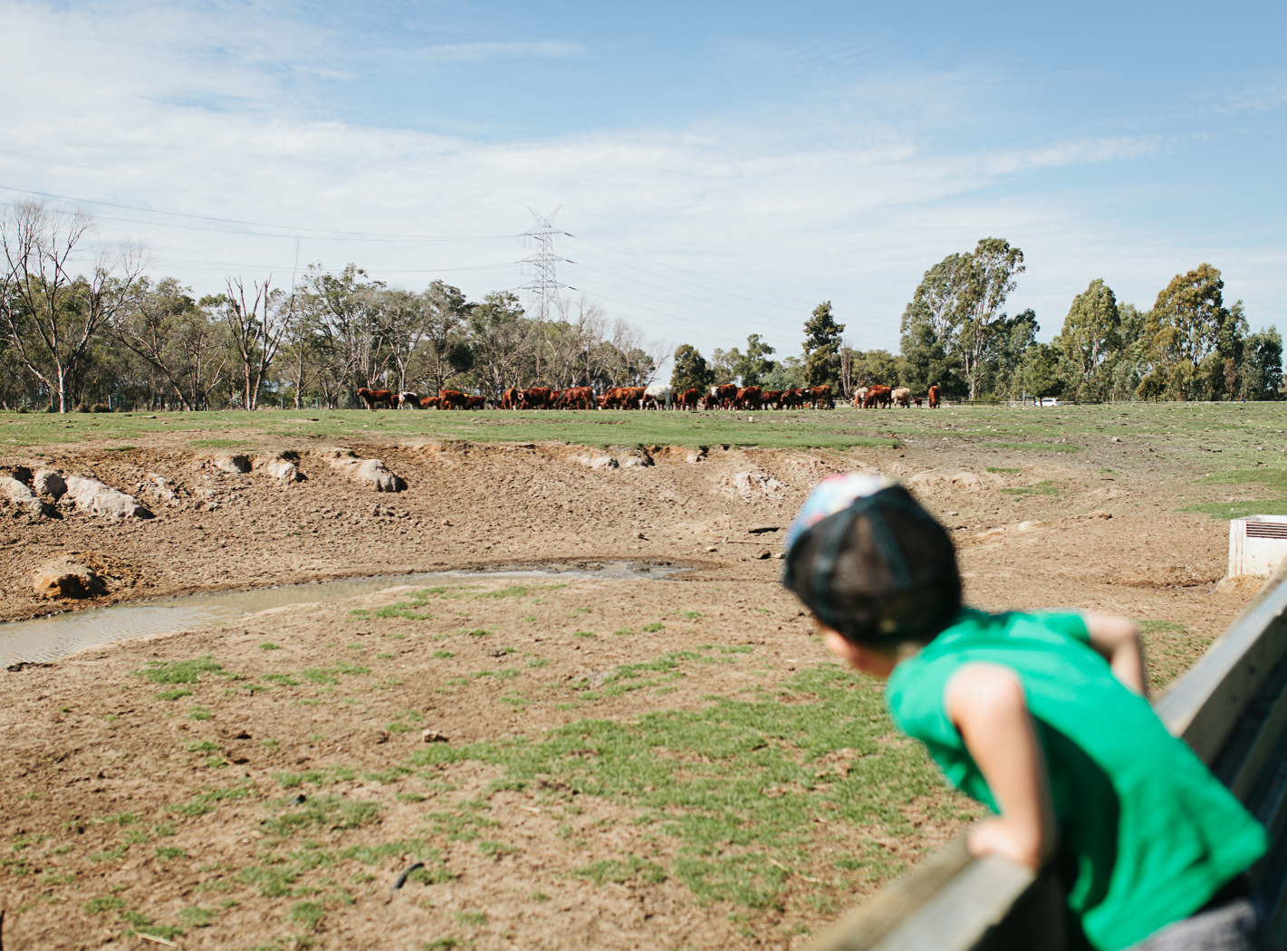 boy calling cows