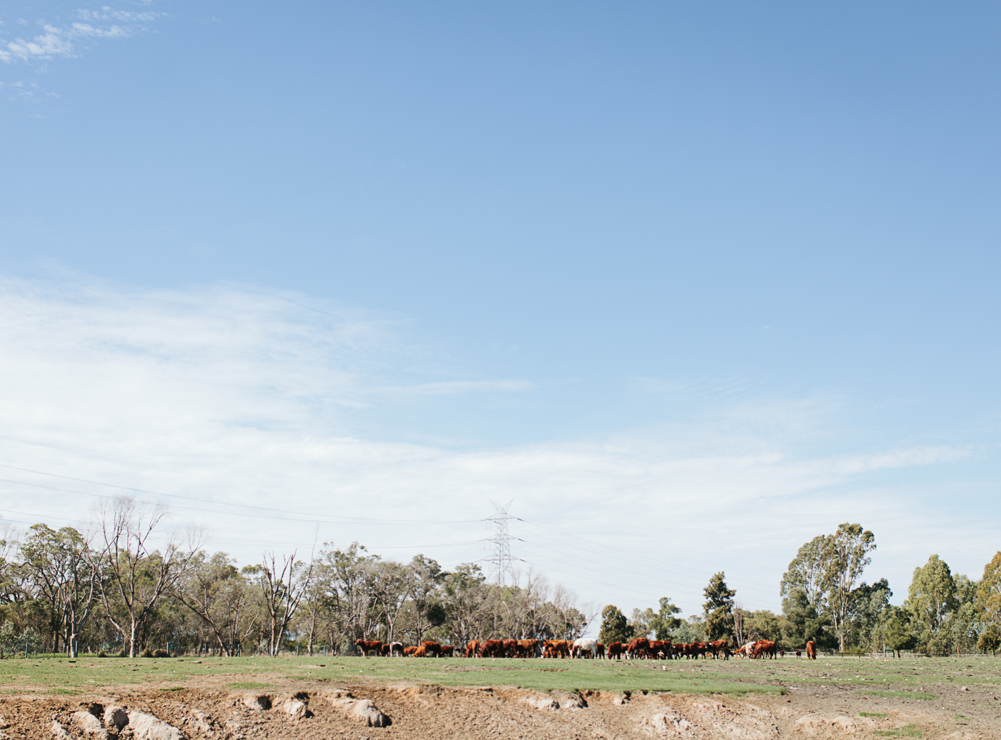 herd of cows