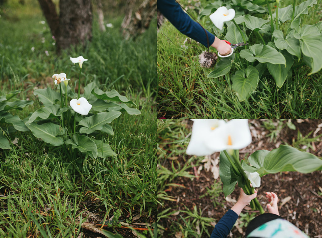 picking wild lilies