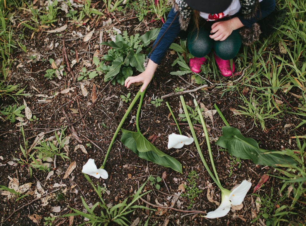 white wild lilies