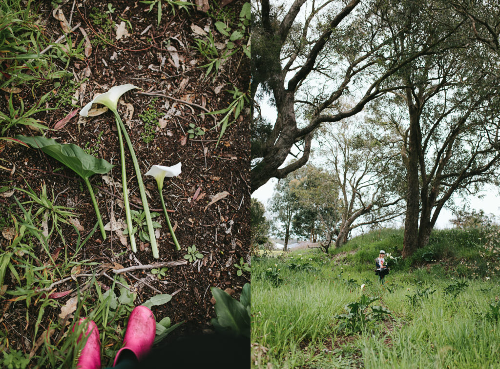 flowers lay on the ground