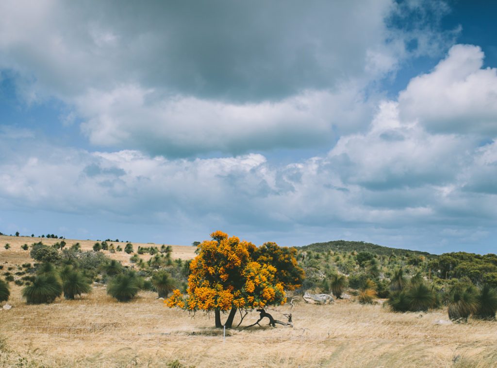 west australian christmas tree