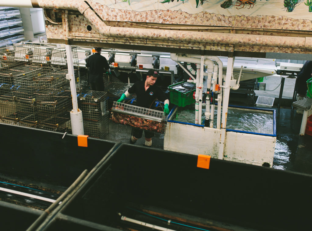 workers at the lobster shack