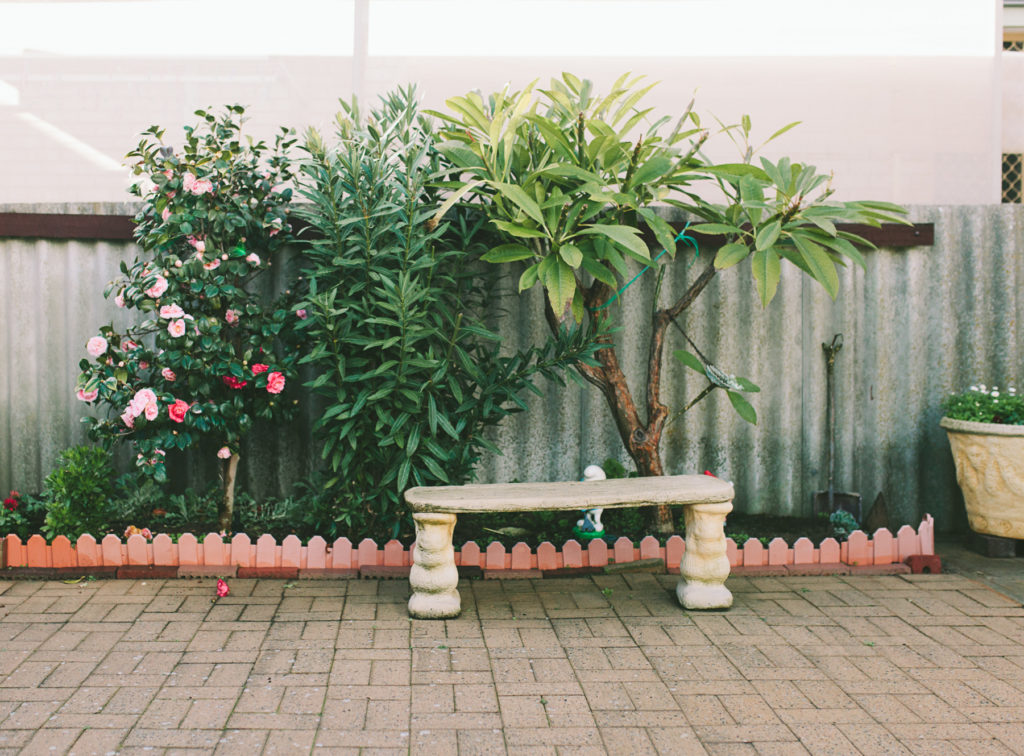 bench seat and camellias