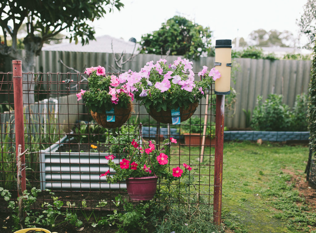 nonna veggie patch