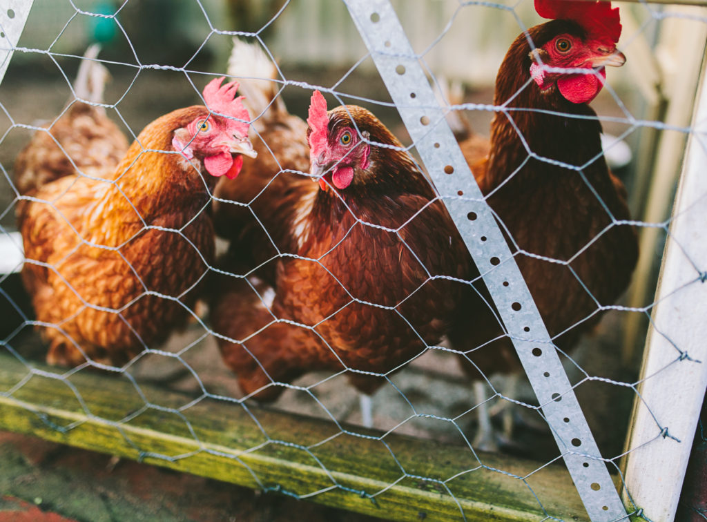 chickens in backyard coop