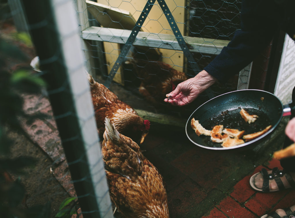 feeding chickens