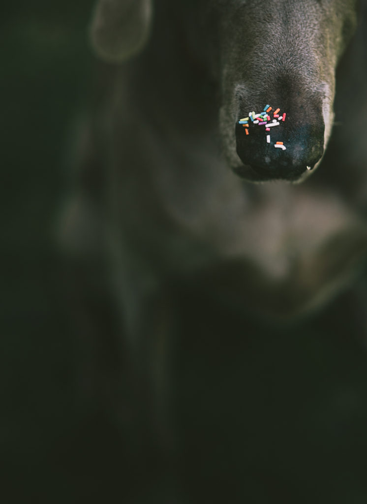 sprinkles on dogs nose