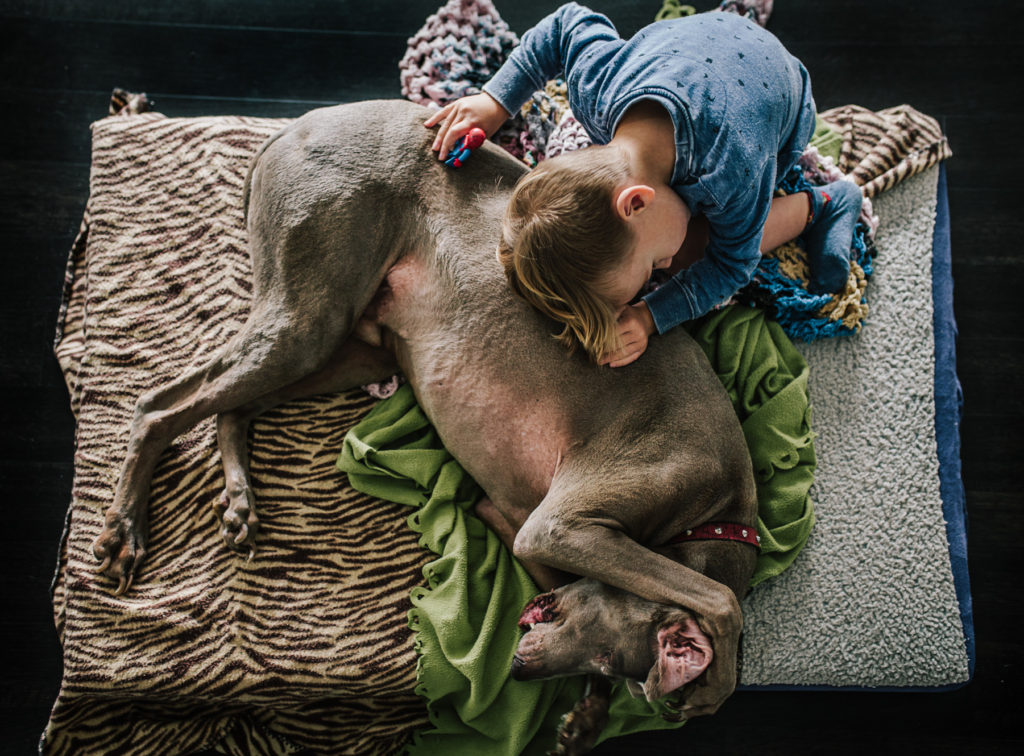 boy and weimaraner cuddle