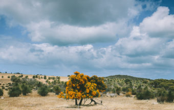 west australian christmas tree